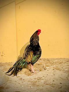 aseel Murga aseel murgi all for sale