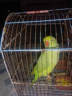 parrot