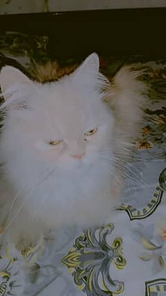 Persian cat