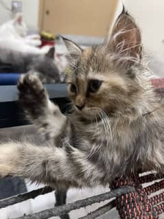 *Persian Cat | Cute | Persian Kitten |Semi Punch Face | Cats For Sale*