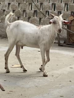 3 male qurbani 2026