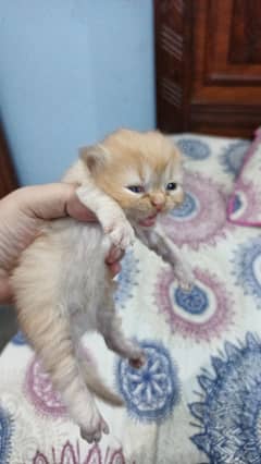 Persian kitten for sale