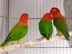 lovebirds