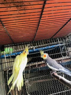 Cocktiel