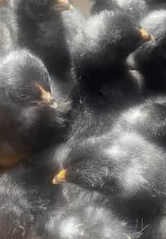 1 day old chick's. healthy