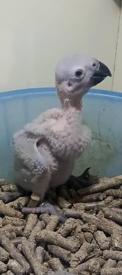 GREY parrot Congo size chick available
