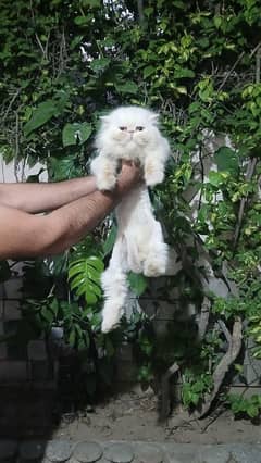 Persian Punch face Cats