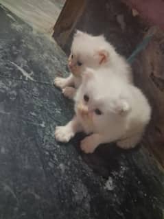 Persian cats 