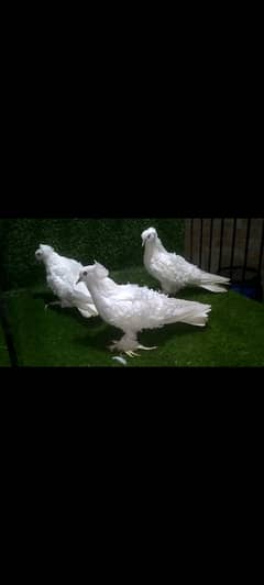 frillback female for sale