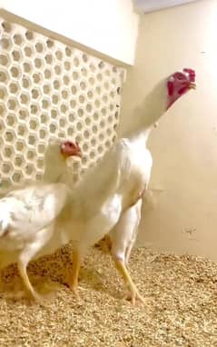 ```O shamo | king size shamo | white o shamo | shamo