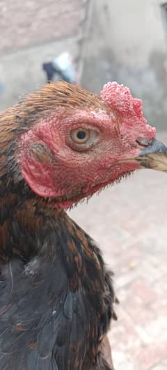 waleti