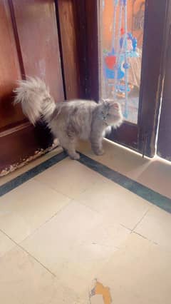 Persian