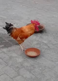 Desi