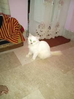 Persian cat white colour