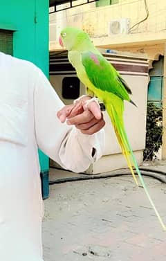 all okay hai ghar mein Pala hua hai hand time hai
