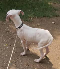 Gultair female puppy 3 month age