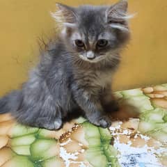 Persian cats male & female