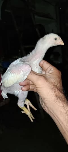 Aseel Sindhi Lakha & Heera Chicks