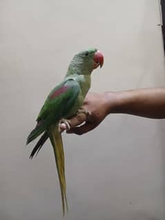 Raw parrot with Cage