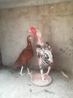 Pure aseel pair