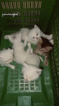 5 KITTEN FOR SALE