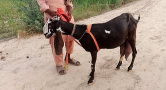 nagra Beetal Bakri | Bakri | دیسی بکری | desi Bakri |milke Goat