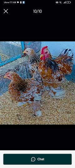 silky golden buff milli flower all chicks sale hy 03313001090