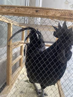 Ayam cemani male