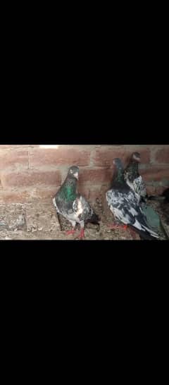 Royal teddy pegions 4 sale ferozpori siyalkoti available