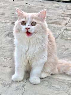 Persian kitten females
