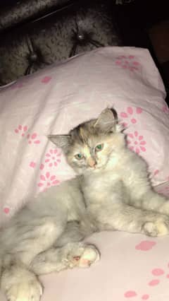 Persian
