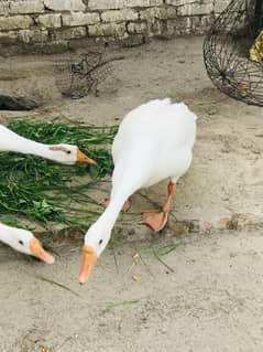 Duck
