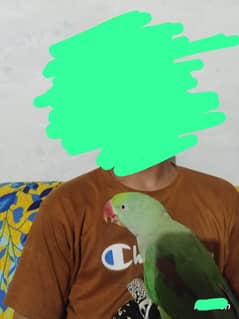 I want to sale my parrot healthy and good and start for talking