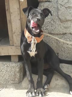bully female urgent sale . . age 5 month