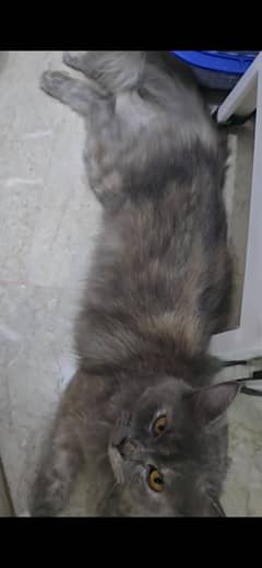 Cross Persian with 6 kitten