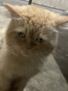 PERSIAN BROWN PUNCH FACE CAT