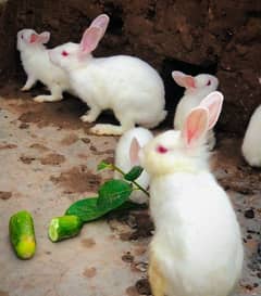 baby rabbits for sale