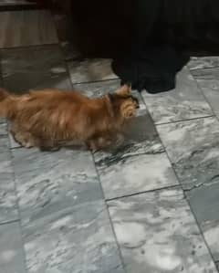 3 months cat  number in description