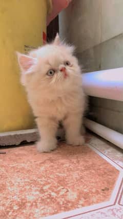 pure peki face kitten pair available