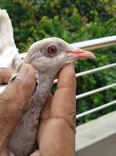 High flyer baby pigeons healthy and active all baby pigeons is my home