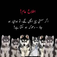 Russian dog for sale || German shepherd|| husky