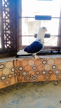 big size sentinet male imported male full active and healthy