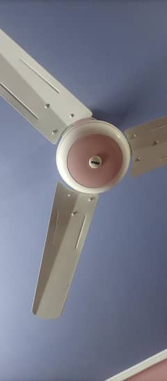 polo ceiling fan