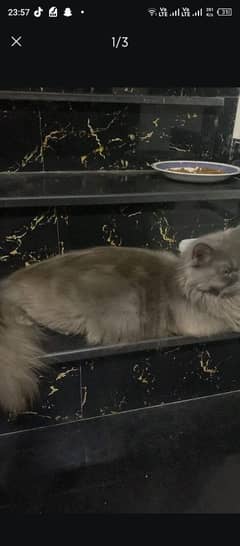 Persian cat babies
