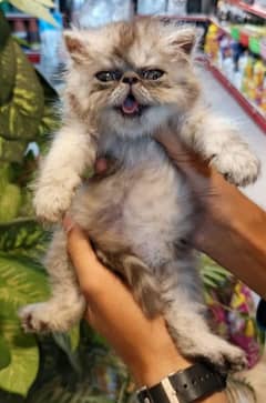 Persian kittens /long coat kittens /fluffy kittens /Calico