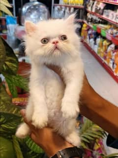 Persian kittens /long coat kittens /white kittens /piki kittens/