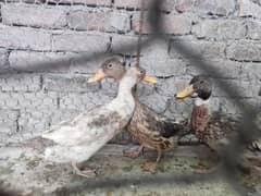 Duck for sale