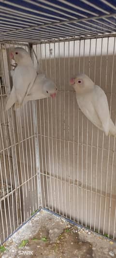 Sale Albino Red Eyes Females