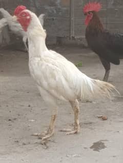 Aseel Hens