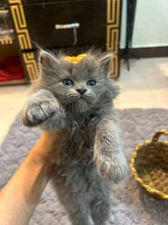 Persian grey kitten for sale